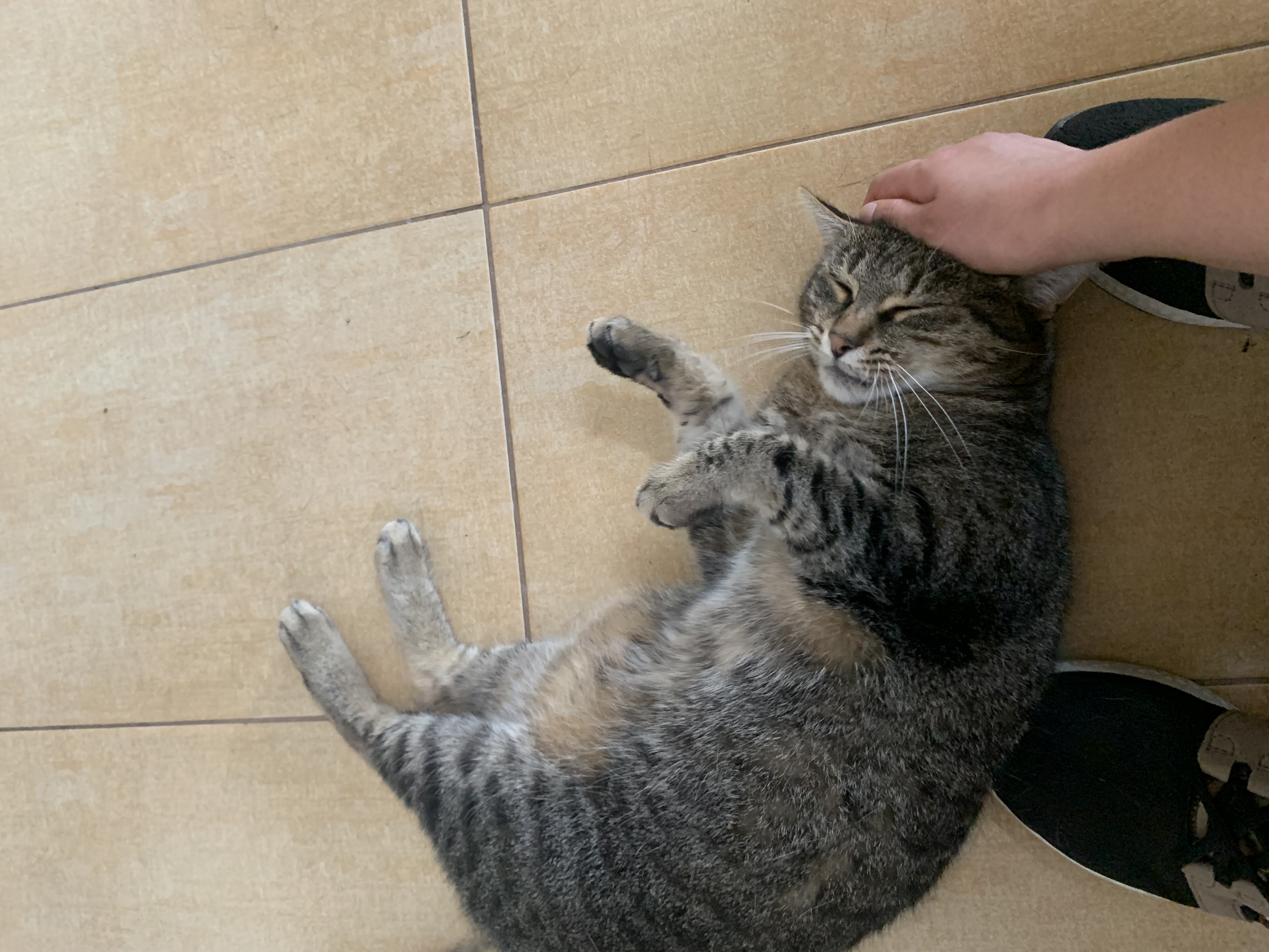 Anička hladí kočku