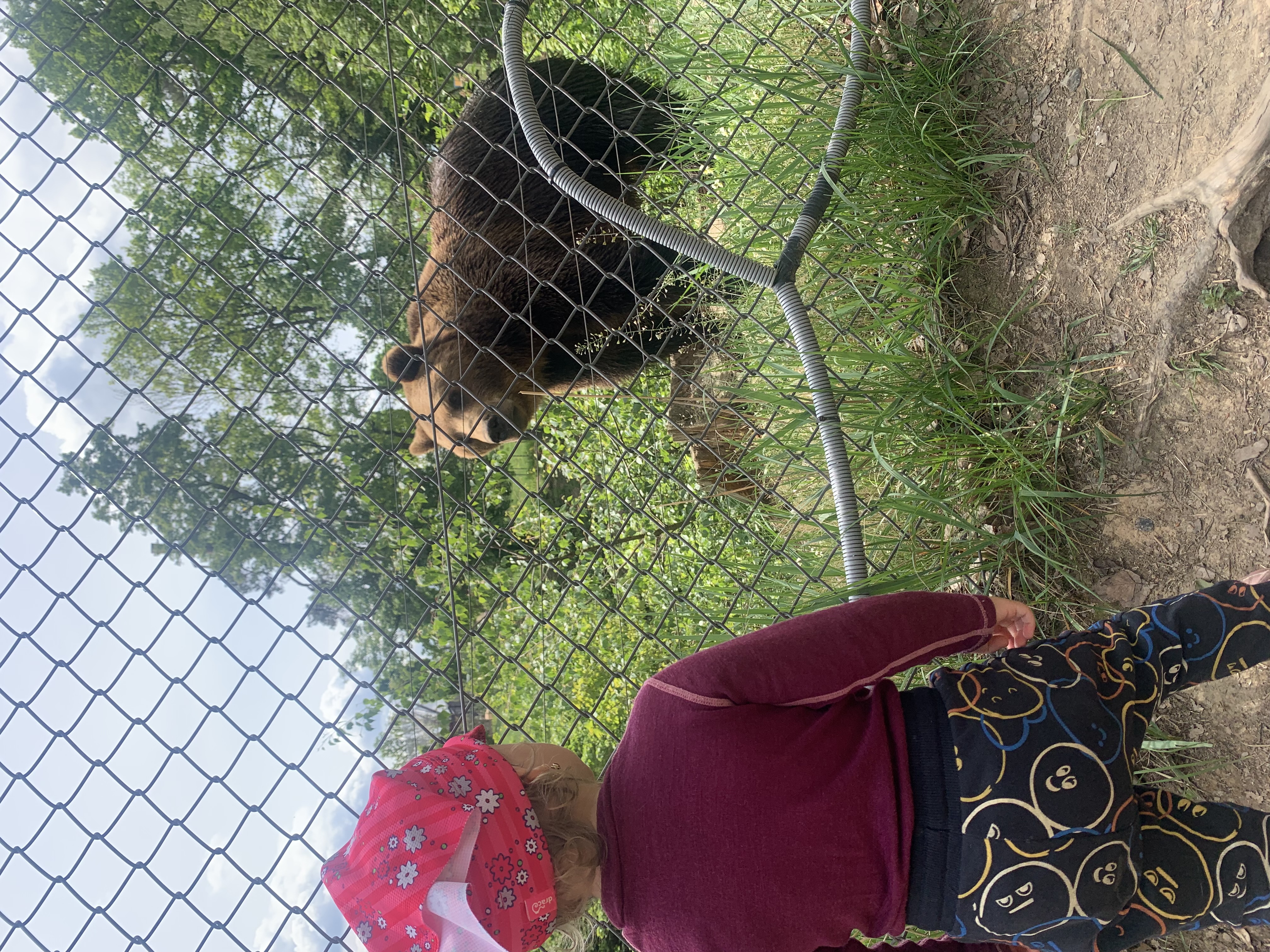 Dítě pozoruje medvěda