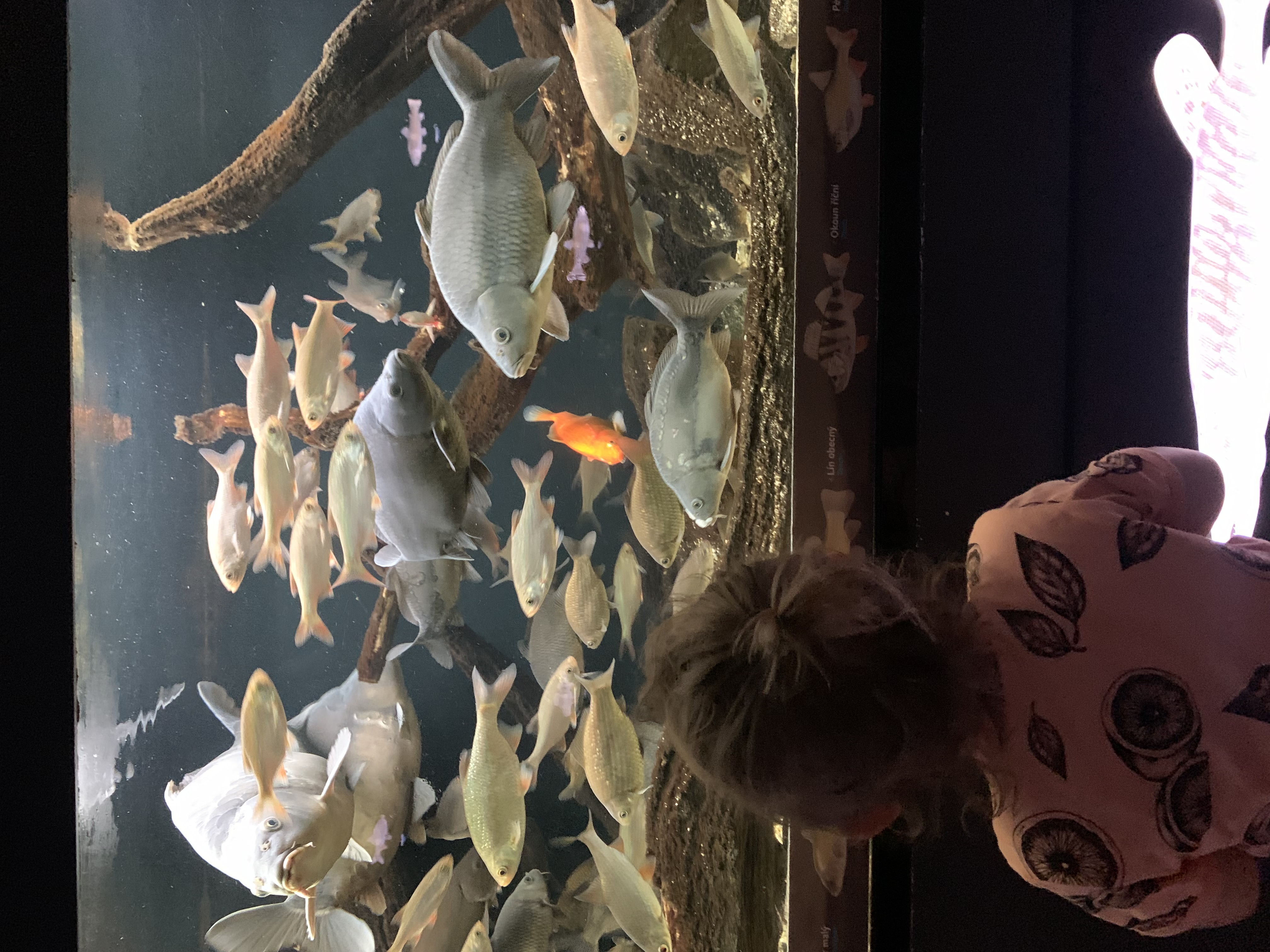 Dítě pozoruje rybky