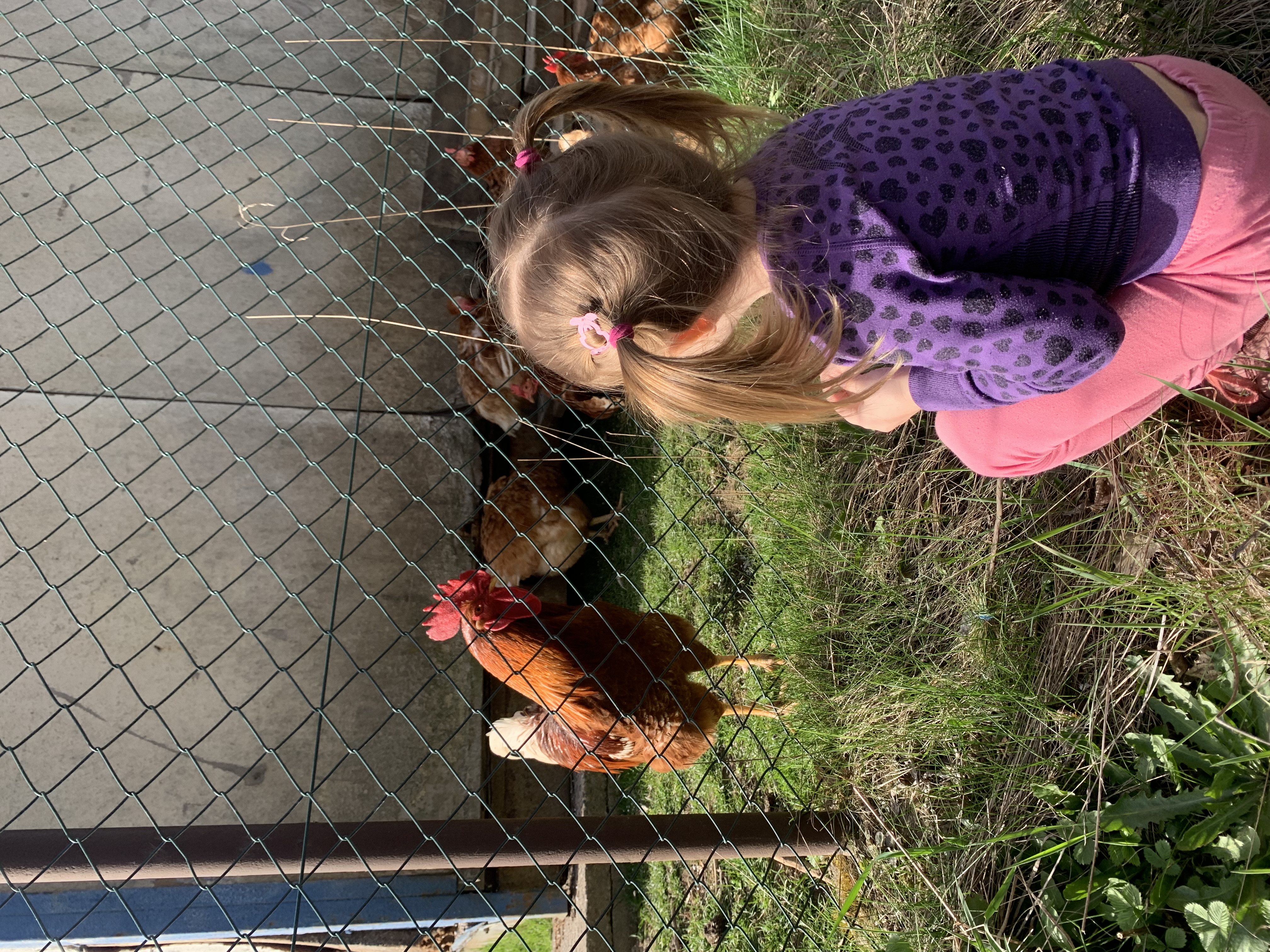 Dítě pozoruje slepice